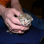 Maggie - Egyptian Mau Bronze female DOB 3-15-12