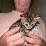 Maggie - Egyptian Mau Bronze female DOB 3-15-12