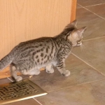 Maggie - Egyptian Mau Bronze female DOB 3-15-12