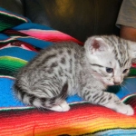 Egyptian Mau Silver Male DOB 3-15-12