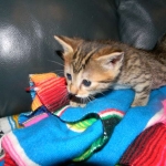 Egyptian Mau Bronze Female kitten DOB 3-15-12