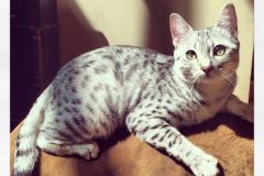 Zaza Egyptian Mau Silver Female  DOB 4-5-13