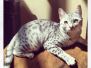 Zaza Egyptian Mau Silver Female  DOB 4-5-13