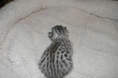 Mahji - Egyptain Mau Female Silver  DOB 2-15-12