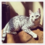 Zaza 5-13-14a