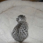 Zaza Egyptian Mau Silver female DOB 4-5-13