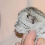 Zaza Egyptian Mau Silver female DOB 4-5-13