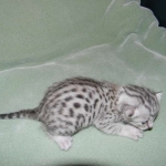 Zaza Egyptian Mau Silver female DOB 4-5-13