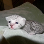 Zaza Egyptian Mau Silver female DOB 4-5-13