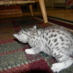 Zaza Egyptian Mau Silver female DOB 4-5-13