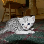 Zaza Egyptian Mau Silver female DOB 4-5-13