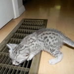 Zaza Egyptian Mau Silver female DOB 4-5-13