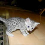 Zaza Egyptian Mau Silver female DOB 4-5-13