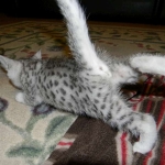Zaza Egyptian Mau Silver female DOB 4-5-13