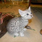 Zaza Egyptian Mau Silver female DOB 4-5-13