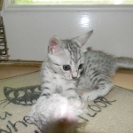Zaza Egyptian Mau Silver female DOB 4-5-13