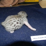 Zaza Egyptian Mau Silver female DOB 4-5-13