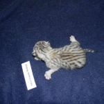 Zaza Egyptian Mau Silver female DOB 4-5-13