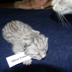 Zaza Egyptian Mau Silver female DOB 4-5-13