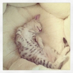 Zaza Silver Egyptian Mau female DOB 4-5-13