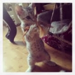 Zaza Egyptian Mau Silver female DOB 4-5-13