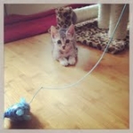 Zaza Egyptian Mau Silver female DOB 4-5-13