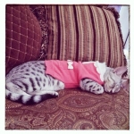 zaza-in-pink-sweater