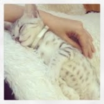 Zaza Silver Egyptian Mau female DOB 4-5-13
