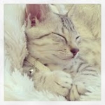 Zaza Silver Egyptian Mau female DOB 4-5-13