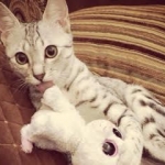 Zaza has a new toy!