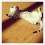 Zaza Silver Egyptian Mau female DOB 4-5-13