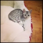 Zaza Egyptian Mau Silver female DOB 4-5-13