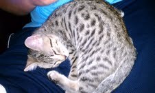 Bob - Silver Egyptian Mau Male  DOB 3-15-12