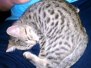 Bob - Silver Egyptian Mau Male  DOB 3-15-12