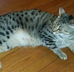 1Horus Bronze Egyptian Mau male DOB 3-23-13