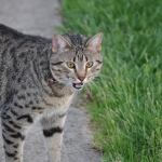 Horace talking
