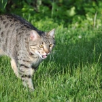 Horace walking in the grass