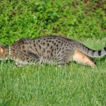 Horus stalking