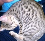 Horus Bronze Egyptian Mau male DOB 3-23-13