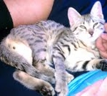 Horus Bronze Egyptian Mau male DOB 3-23-13