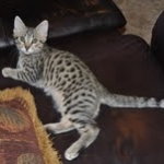 Horus Bronze Egyptian Mau male DOB 3-23-13