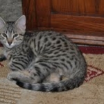 Horus Bronze Egyptian Mau male DOB 3-23-13