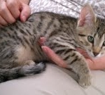Horus Bronze Egyptian Mau male DOB 3-23-13