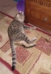 Horus Bronze Egyptian Mau male DOB 3-23-13