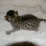 Horus Bronze Egyptian Mau male DOB 3-23-13