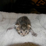 Horus Bronze Egyptian Mau male DOB 3-23-13