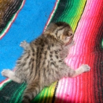 Horus Bronze Egyptian Mau male DOB 3-23-13
