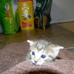 Horus Bronze Egyptian Mau male DOB 3-23-13