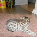 Horus Bronze Egyptian Mau male DOB 3-23-13