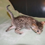 Horus Bronze Egyptian Mau male DOB 3-23-13